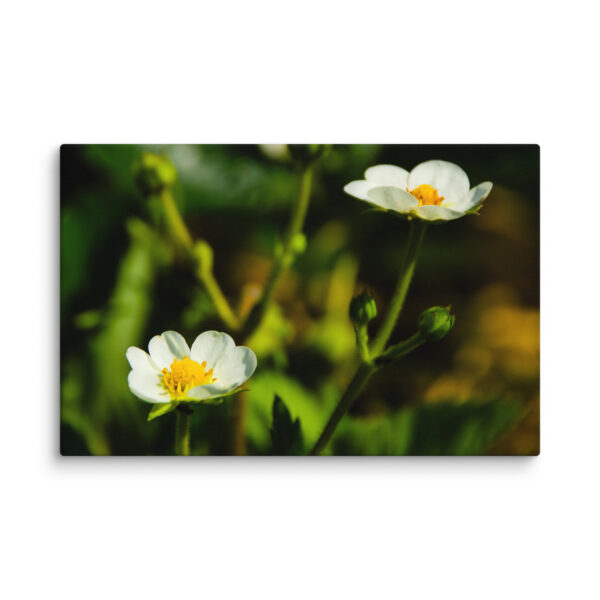 Canvas Print: Spring's Whisper - White Flowers