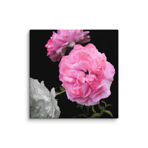 Contrast of Roses - A Limited Edition by Hari Maslic - Image 14