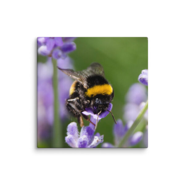 Canvas Print: Bee and Lavender Harmony - Image 19