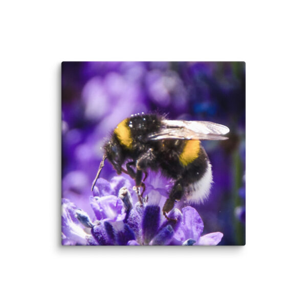 Bee and Lavender Serenity - Canvas Print - Image 19