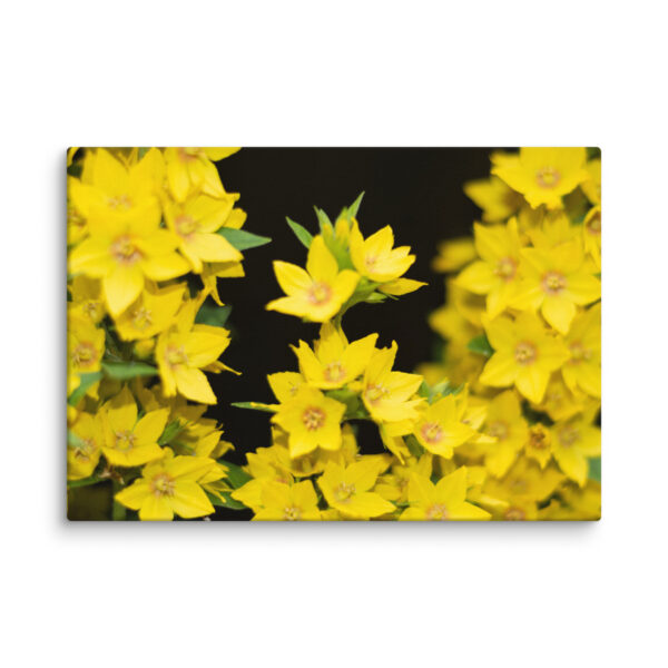 Yellow Floral Splendor - Canvas Print