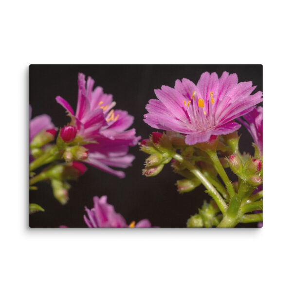 Pink Floral Delight - Canvas Print - Image 20