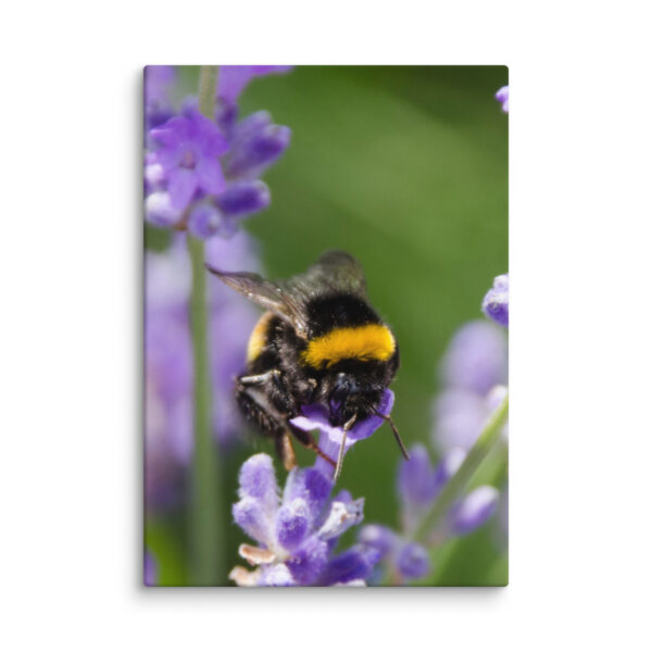 Canvas Print: Bee and Lavender Harmony - Image 20