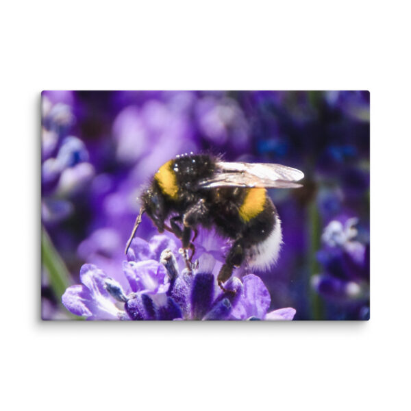 Bee and Lavender Serenity - Canvas Print - Image 20