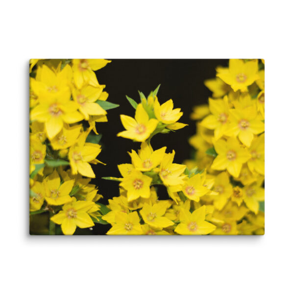 Yellow Floral Splendor - Canvas Print