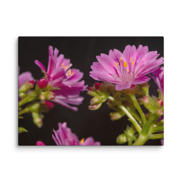 Pink Floral Delight - Canvas Print