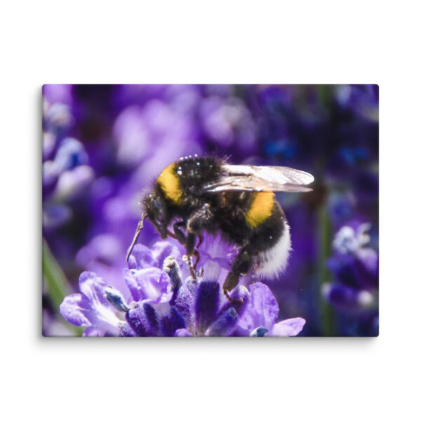 Bee and Lavender Serenity - Canvas Print - Image 21