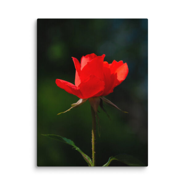 Passion in Bloom - Red Rose - Image 21