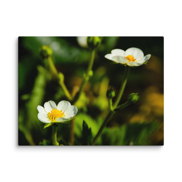 Canvas Print: Spring's Whisper - White Flowers