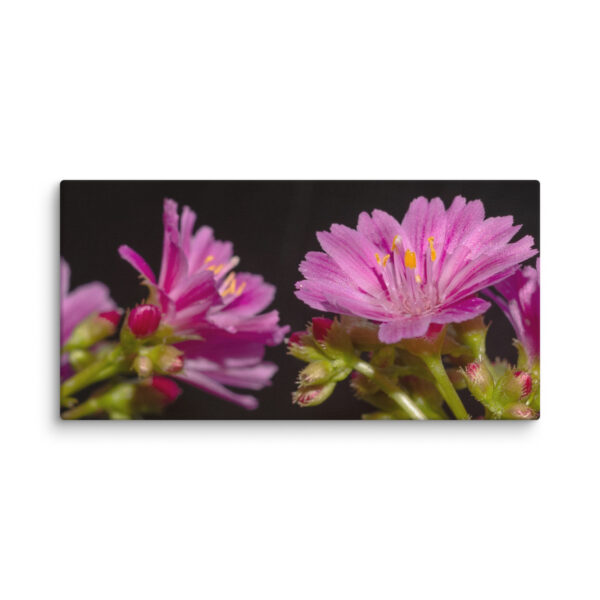 Pink Floral Delight - Canvas Print - Image 22