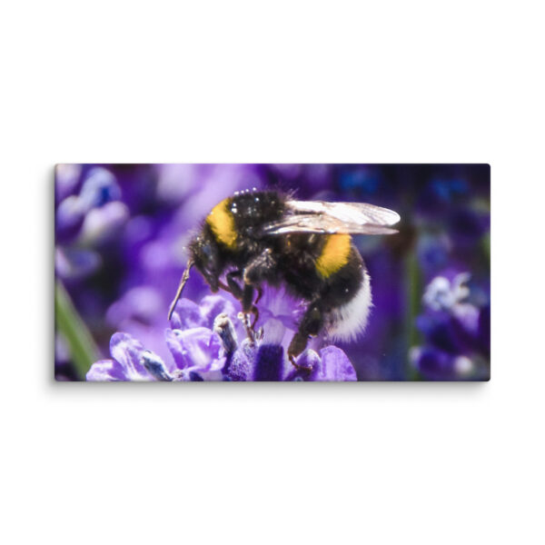 Bee and Lavender Serenity - Canvas Print - Image 22