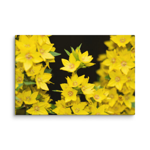 Yellow Floral Splendor - Canvas Print