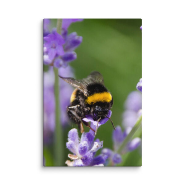 Canvas Print: Bee and Lavender Harmony - Image 23