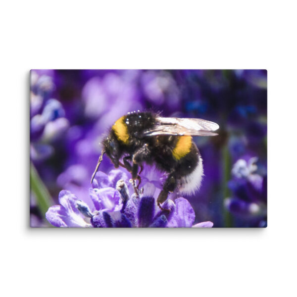 Bee and Lavender Serenity - Canvas Print - Image 23