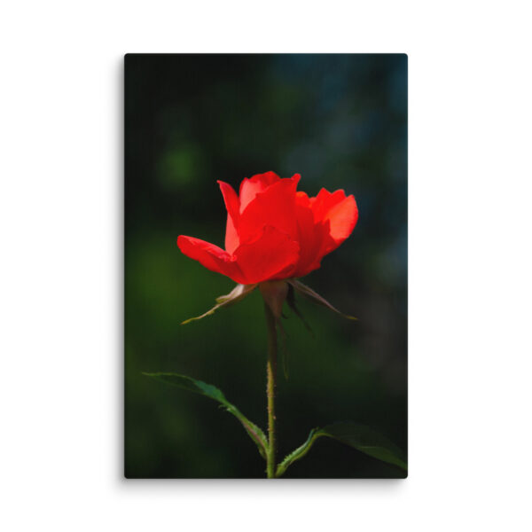 Passion in Bloom - Red Rose