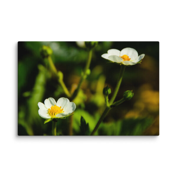 Canvas Print: Spring's Whisper - White Flowers