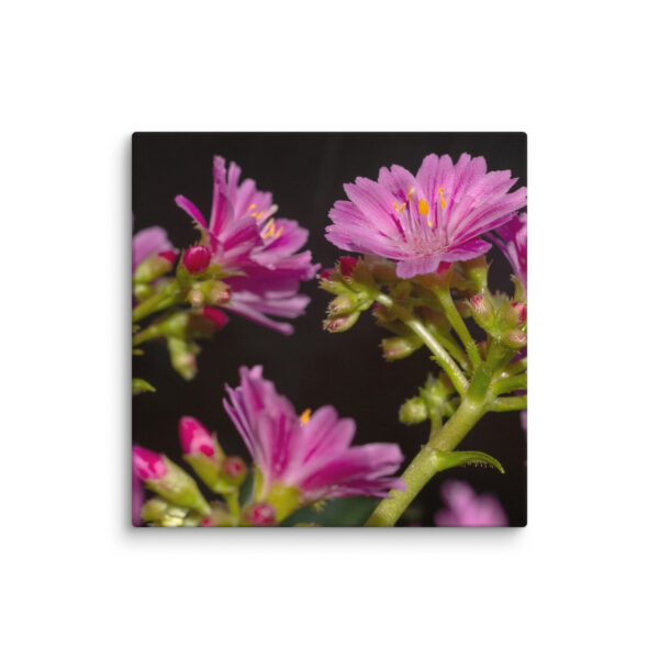 Pink Floral Delight - Canvas Print