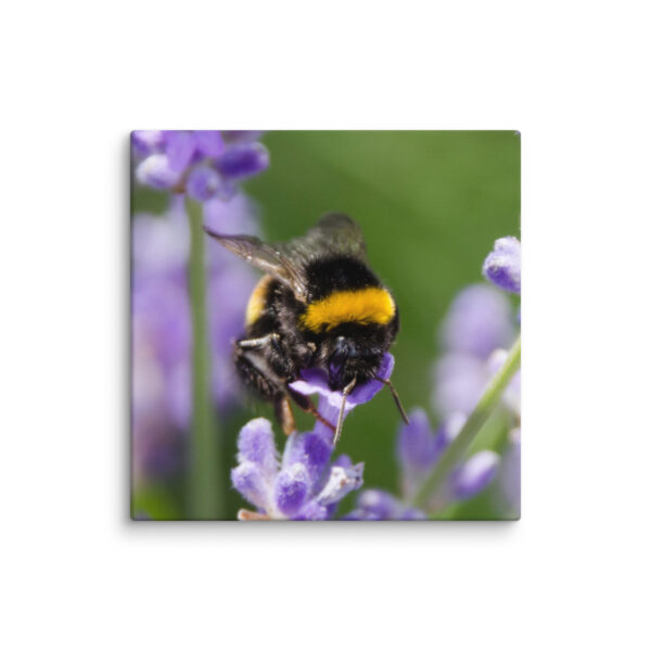 Canvas Print: Bee and Lavender Harmony - Image 24