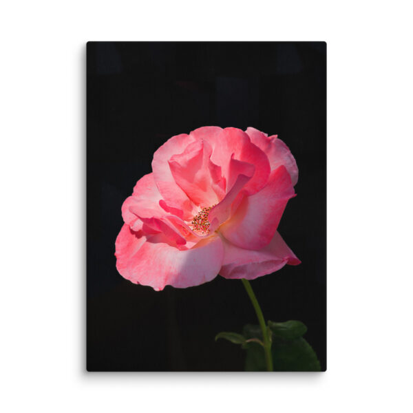 Night Rose - A Limited Edition by Hari Maslic - Image 15