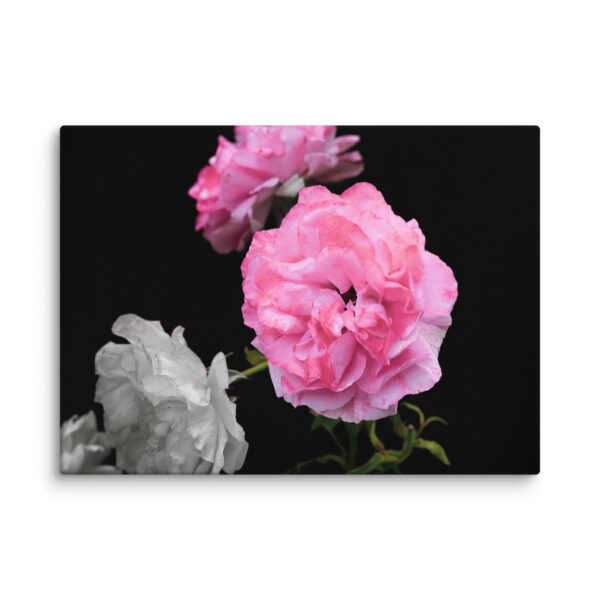 Contrast of Roses - A Limited Edition by Hari Maslic