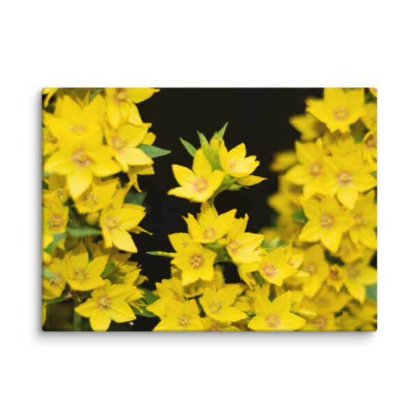 Yellow Floral Splendor - Canvas Print