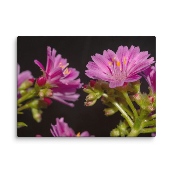 Pink Floral Delight - Canvas Print