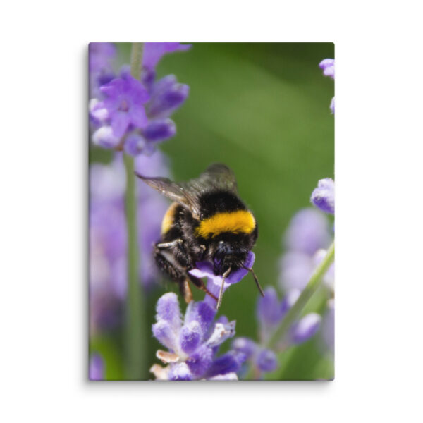 Canvas Print: Bee and Lavender Harmony - Image 25