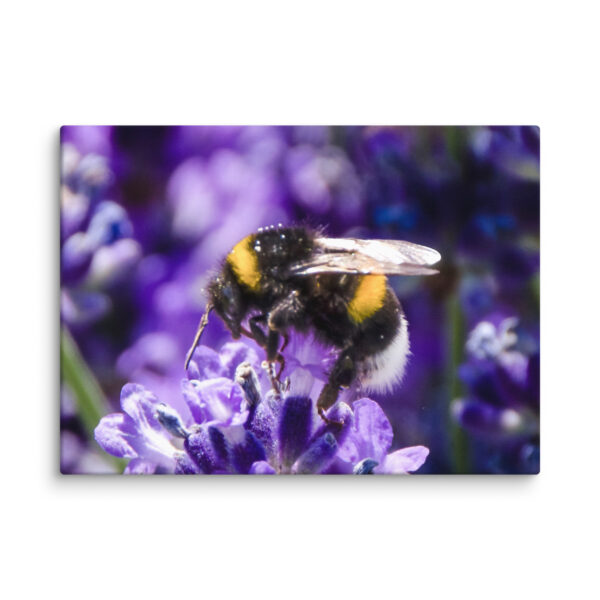 Bee and Lavender Serenity - Canvas Print - Image 25