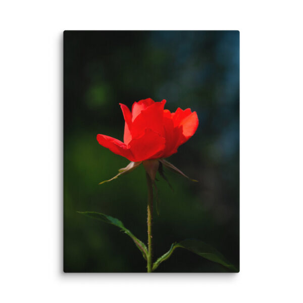 Passion in Bloom - Red Rose - Image 23