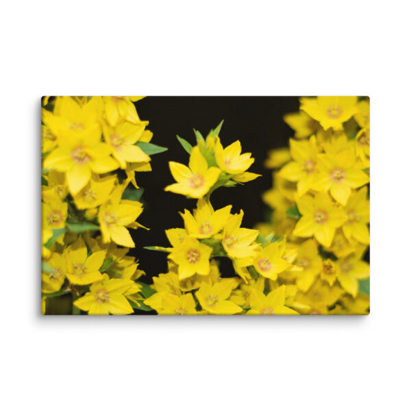 Yellow Floral Splendor - Canvas Print