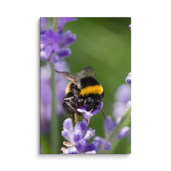 Canvas Print: Bee and Lavender Harmony - Image 26