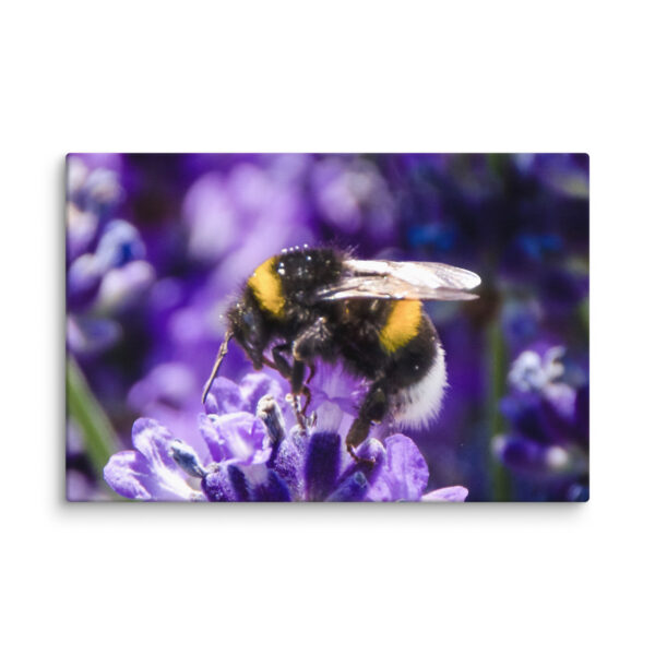 Bee and Lavender Serenity - Canvas Print - Image 26