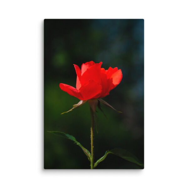 Passion in Bloom - Red Rose - Image 24