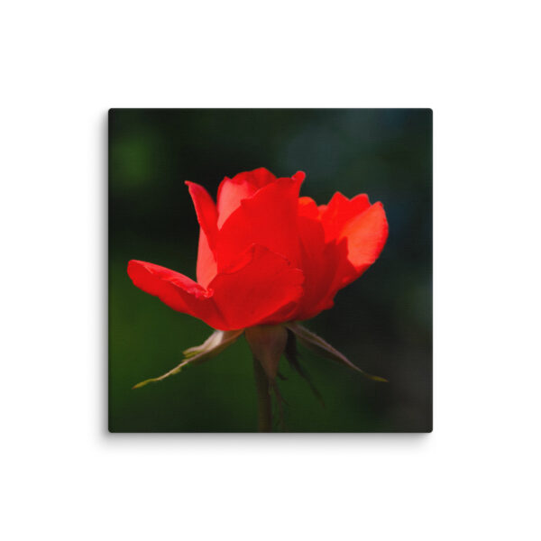 Passion in Bloom - Red Rose - Image 25