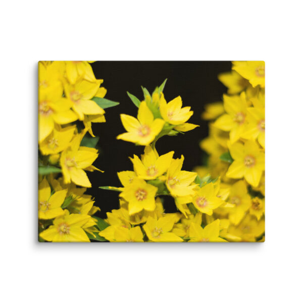 Yellow Floral Splendor - Canvas Print