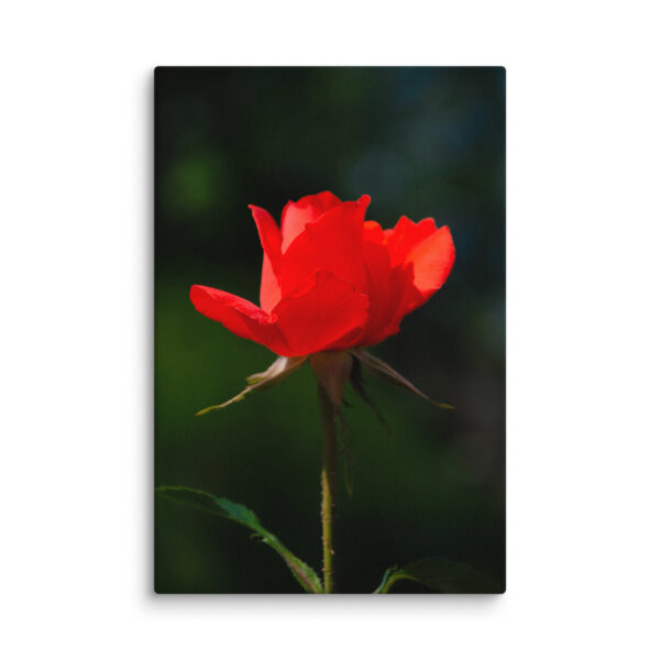 Passion in Bloom - Red Rose