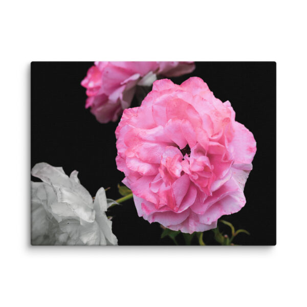 Contrast of Roses - A Limited Edition by Hari Maslic