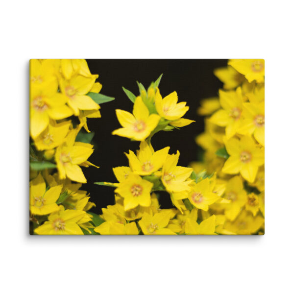 Yellow Floral Splendor - Canvas Print