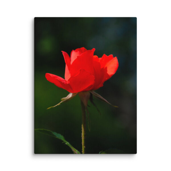 Passion in Bloom - Red Rose