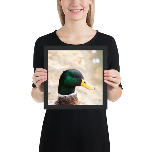 Nature's Magic: Duck Framed poster for Your Home - Image 3