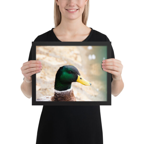 Nature's Magic: Duck Framed poster for Your Home - Image 4