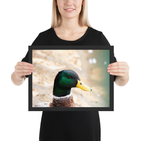 Nature's Magic: Duck Framed poster for Your Home - Image 5