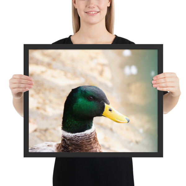 Nature's Magic: Duck Framed poster for Your Home - Image 6