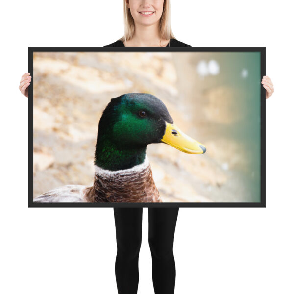 Nature's Magic: Duck Framed poster for Your Home