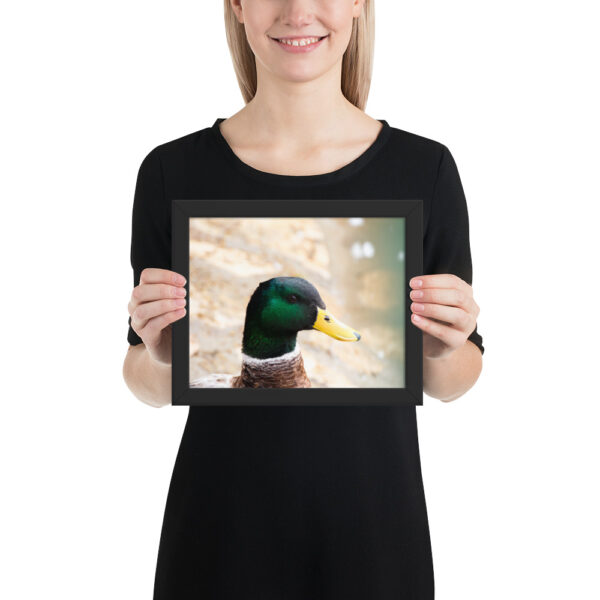 Nature's Magic: Duck Framed poster for Your Home - Image 2