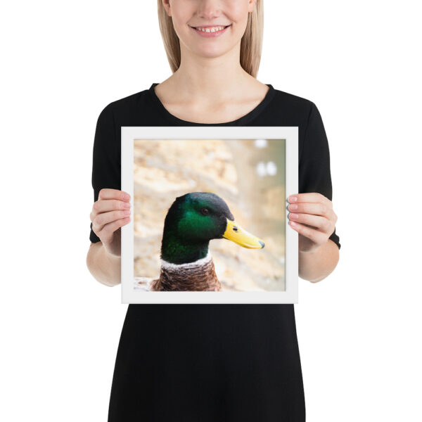 Nature's Magic: Duck Framed poster for Your Home - Image 8